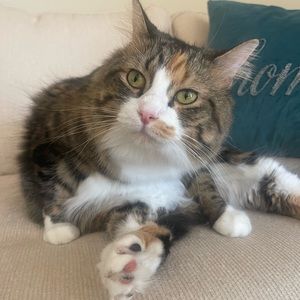 Meet your Posher, Ireisy